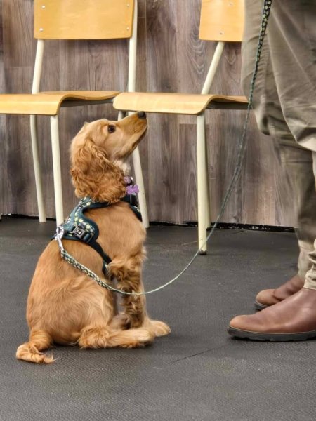Académie Canine Allycia Leclerc | Éducateur canin | Cours de dressage à Québec - photo 3