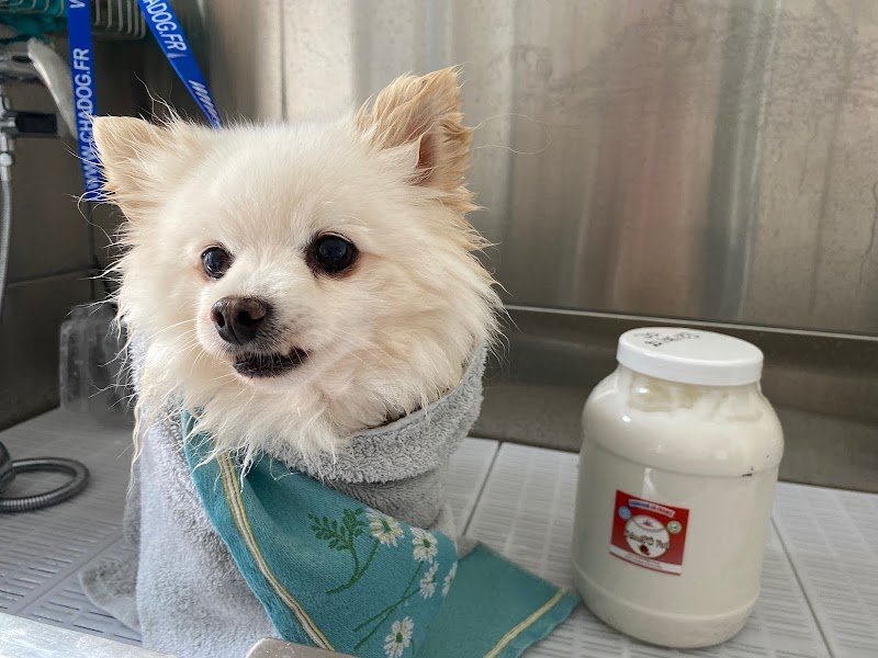 L'Ame Canine - photo 3