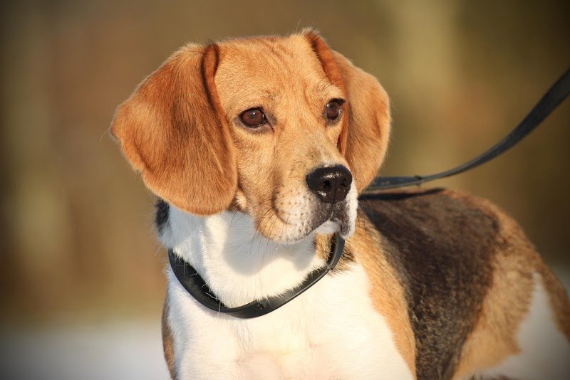 Elevage Canin du Domaine des Loups Mer - photo 2