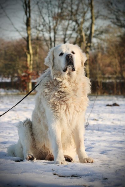 Elevage Canin du Domaine des Loups Mer - photo 3