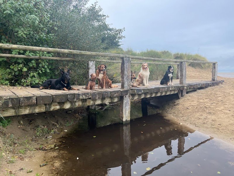 Éducateur canin Respectdogs - photo 2