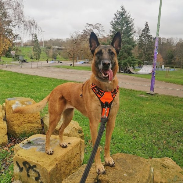 Hom'animo Éducateur-comportementaliste canin - photo 2