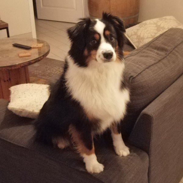 Hom'animo Éducateur-comportementaliste canin - photo 3