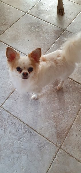 Aux ch'tis canins - photo 2