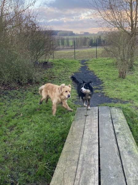 Pension Canine et Féline | SARL L'os en bois - photo 2