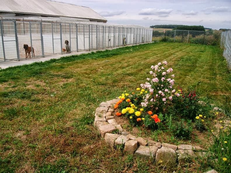 Pension Canine et Féline | SARL L'os en bois - photo 3