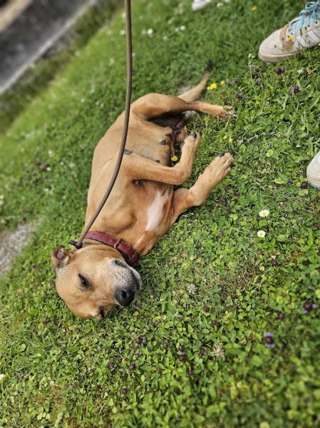 Lucie MOREL- Éducation canine