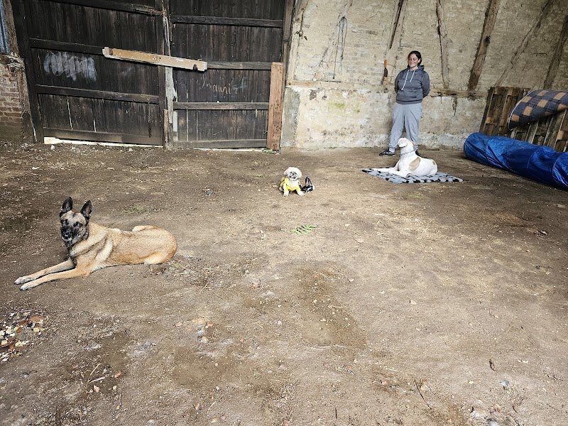 Lucie MOREL- Éducation canine - photo 2