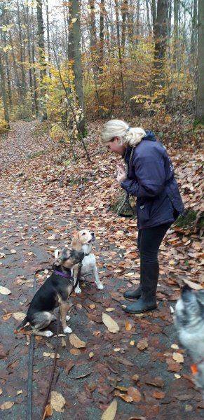 Blog, conseils sur les chiens - photo 2