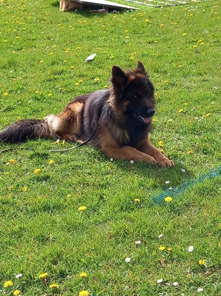 Sport Canin de Cambron - photo 2