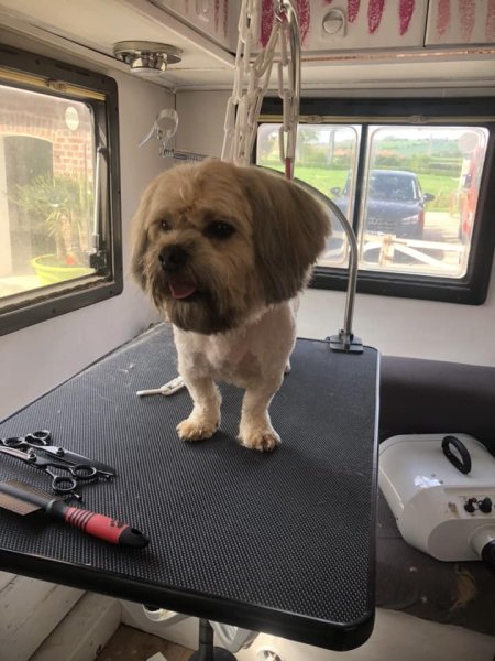 Toiletteur à St Pol, Hesdin, Fruges - Chez Cath' Pattes - Toilettage pour Chien - À Domicile - photo 2
