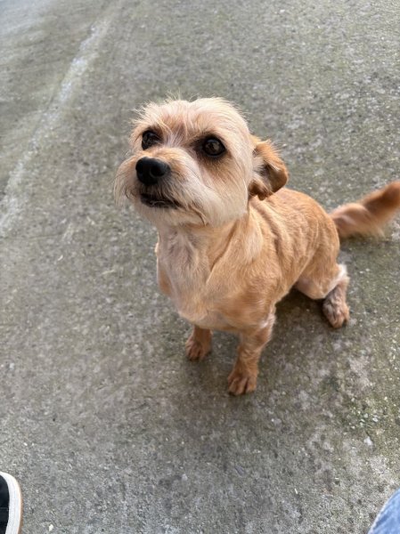 Toiletteur à St Pol, Hesdin, Fruges - Chez Cath' Pattes - Toilettage pour Chien - À Domicile - photo 3