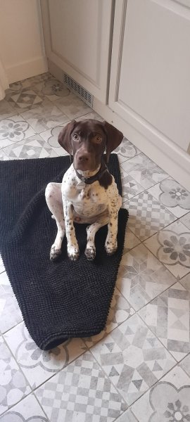 Canidelph éducatrice comportementaliste canine Rouen