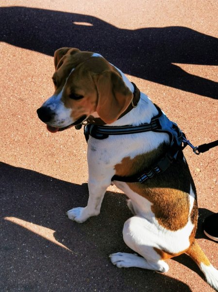 Canidelph éducatrice comportementaliste canine Rouen - photo 2
