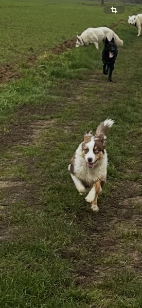 Canidelph éducatrice comportementaliste canine Rouen - photo 3
