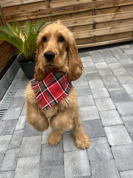 Elevage Canin Des Quatre Vents - photo 2