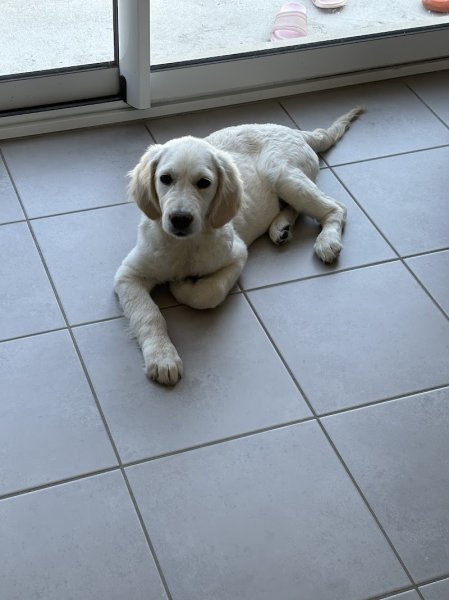 Elevage Canin Des Quatre Vents - photo 3