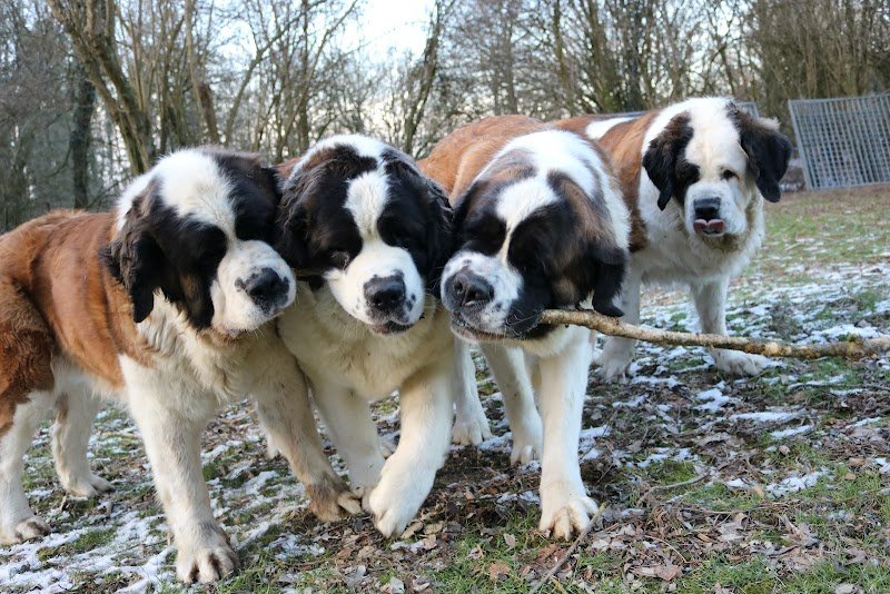 Les Saint-Bernard du Bois du Marais : Élevages de saint-bernard et Pension canine dans le Pas-de-Calais Nord France - photo 1