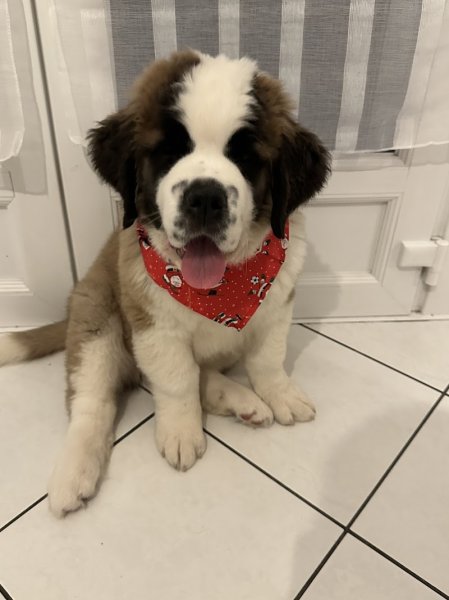 Les Saint-Bernard du Bois du Marais : Élevages de saint-bernard et Pension canine dans le Pas-de-Calais Nord France - photo 2