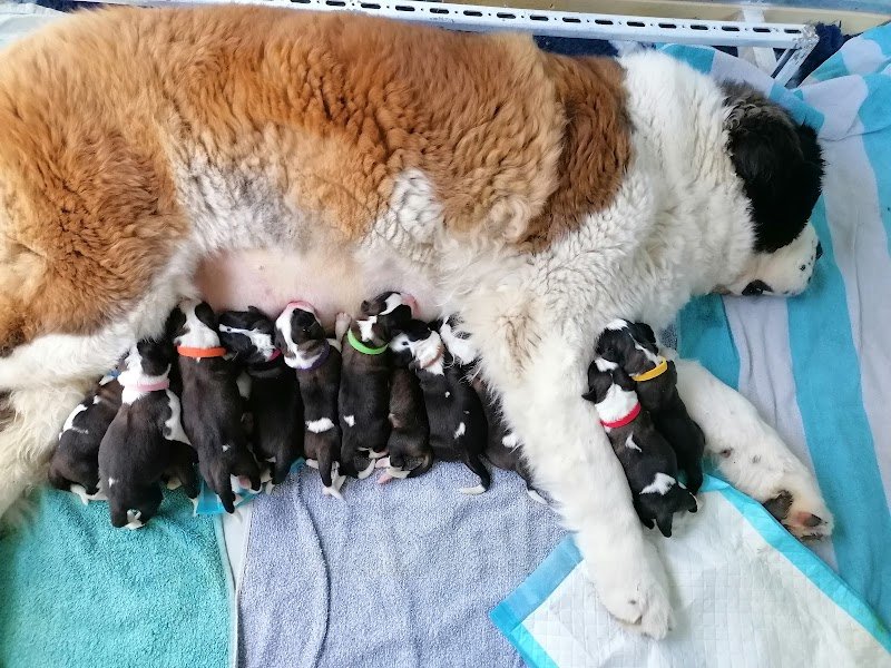 Les Saint-Bernard du Bois du Marais : Élevages de saint-bernard et Pension canine dans le Pas-de-Calais Nord France - photo 3