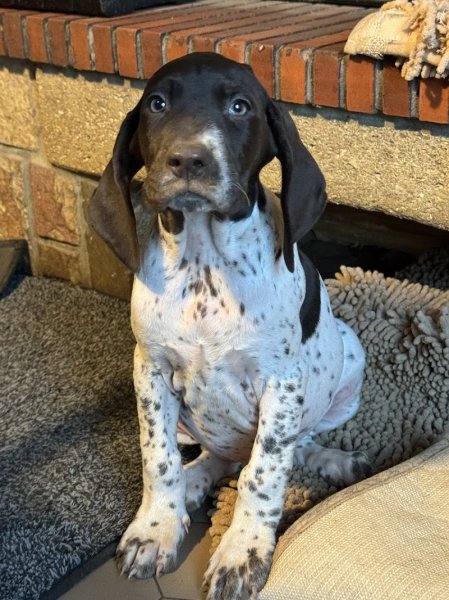 Elevage Canin Du Clos De La Sapiniere - photo 1