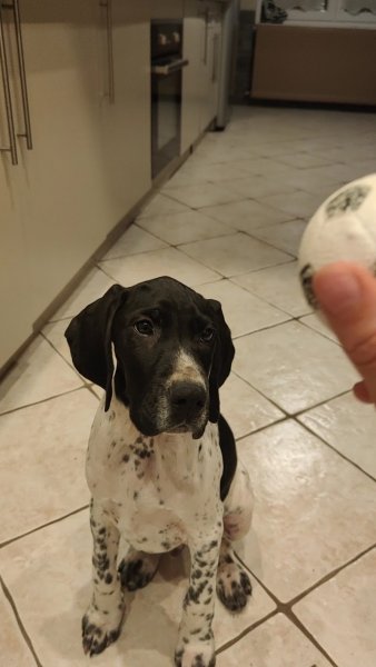 Elevage Canin Du Clos De La Sapiniere - photo 2