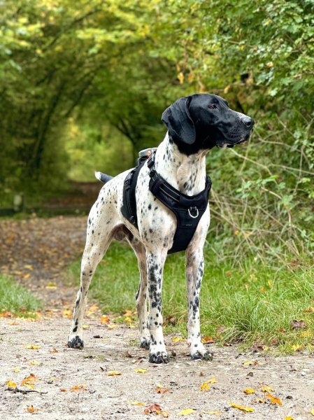 Elevage Canin Du Clos De La Sapiniere - photo 3