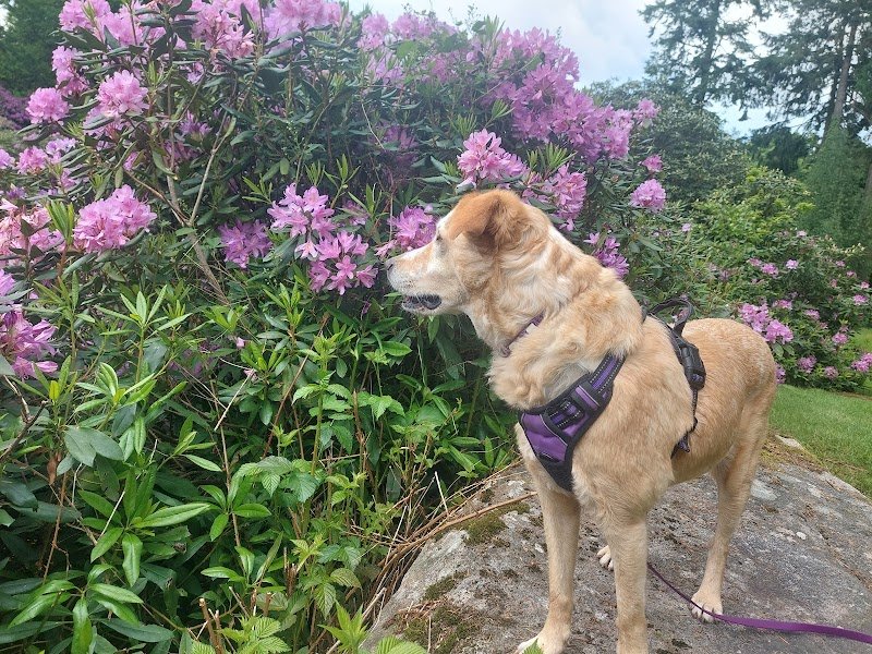 Cani'Spirit - Educateur Comportementaliste Canin