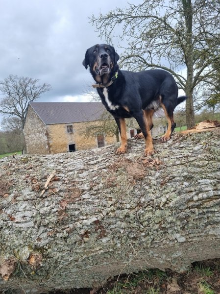 Cani'Spirit - Educateur Comportementaliste Canin - photo 2