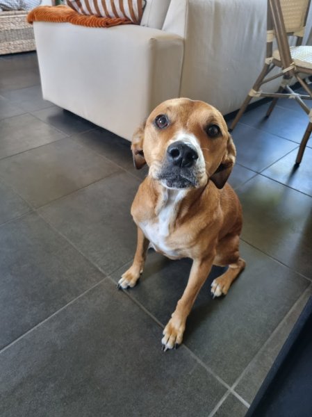 Cani'Spirit - Educateur Comportementaliste Canin - photo 3