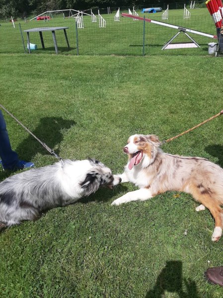 Ecole Canine Sportive de Messei - photo 3