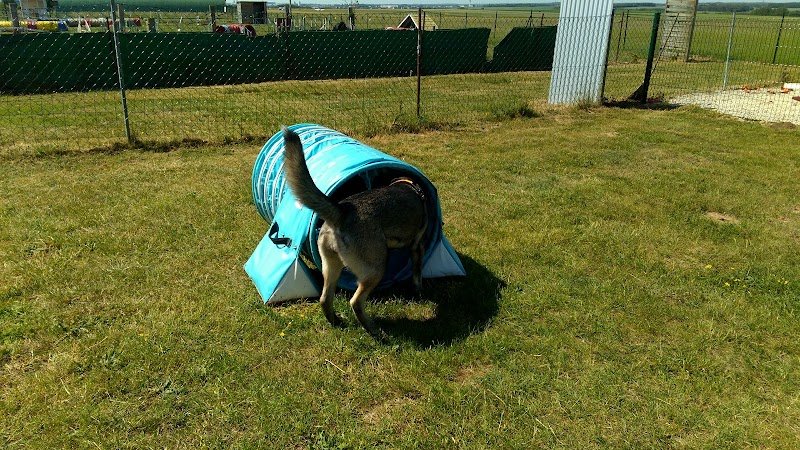 CLUB D’ÉDUCATION ET D’AGILITY AMIENS-GLISY - photo 1