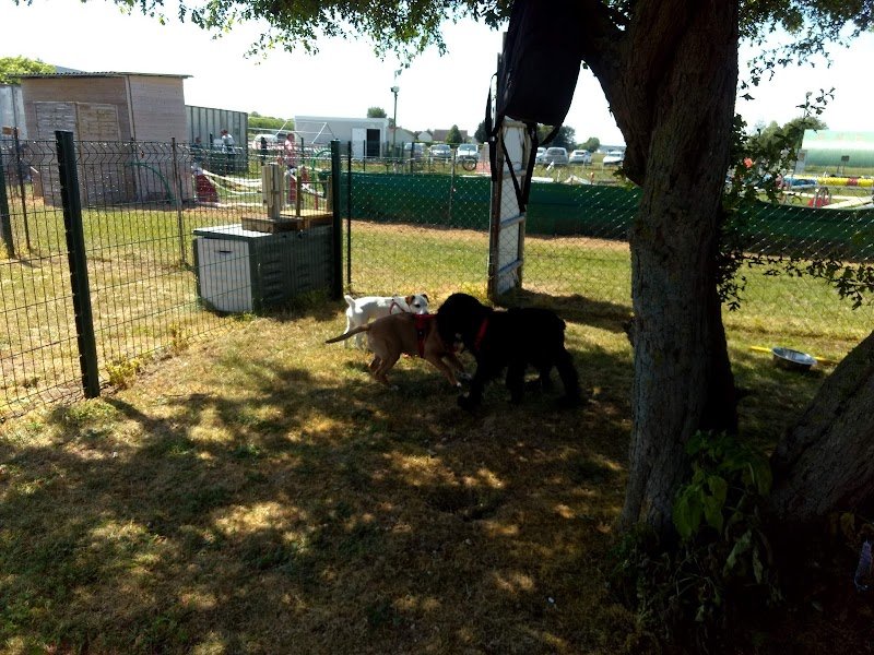 CLUB D’ÉDUCATION ET D’AGILITY AMIENS-GLISY - photo 2