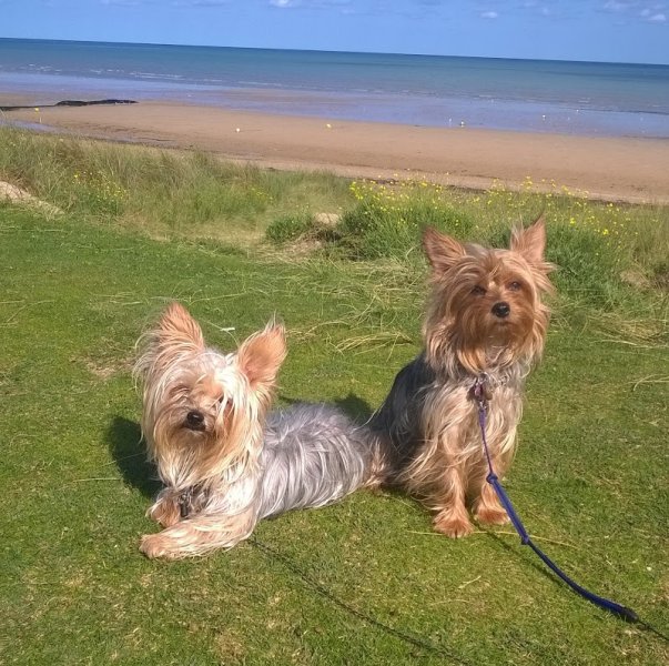 Véronique Nounou à Toutou (Garderie à domicile chiens uniquement) - Educateur & Comportementaliste Canin - photo 1