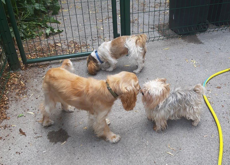 Véronique Nounou à Toutou (Garderie à domicile chiens uniquement) - Educateur & Comportementaliste Canin - photo 2