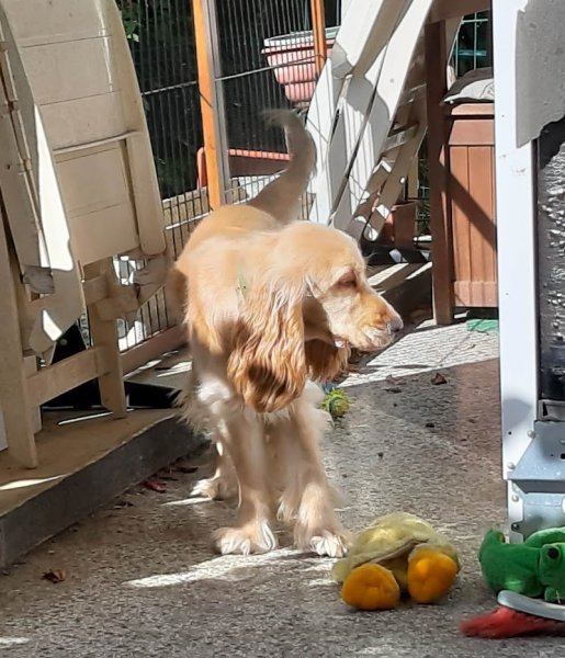 Véronique Nounou à Toutou (Garderie à domicile chiens uniquement) - Educateur & Comportementaliste Canin - photo 3