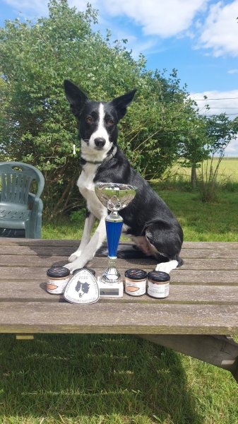 Pension canine du bois aux agneaux - photo 2