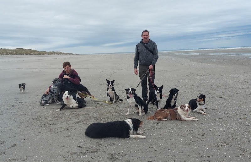 Pension canine du bois aux agneaux - photo 3
