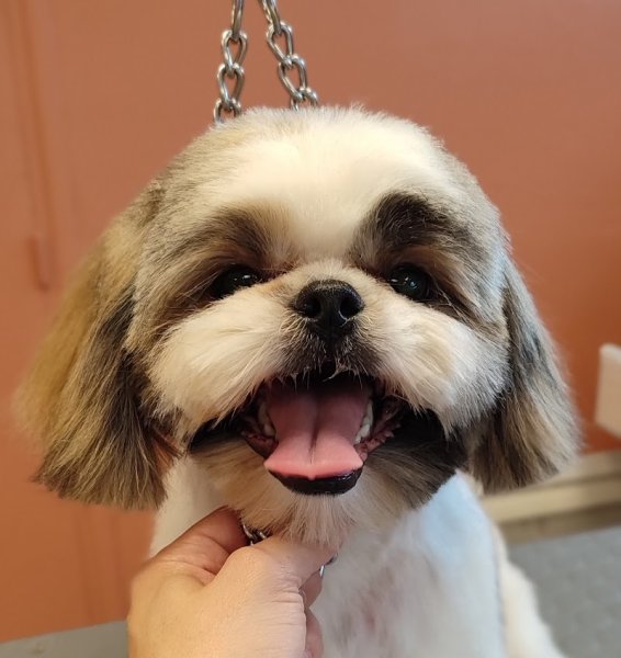 Laurie's Dog - photo 1