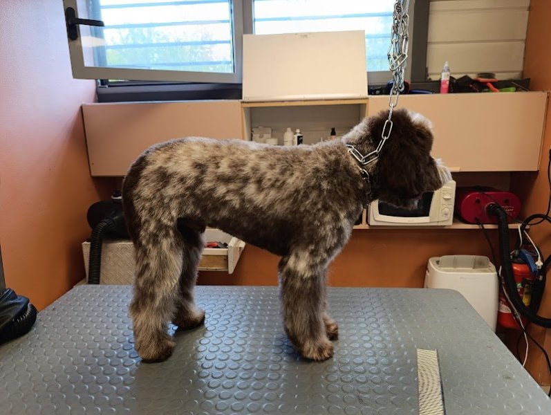 Laurie's Dog - photo 2