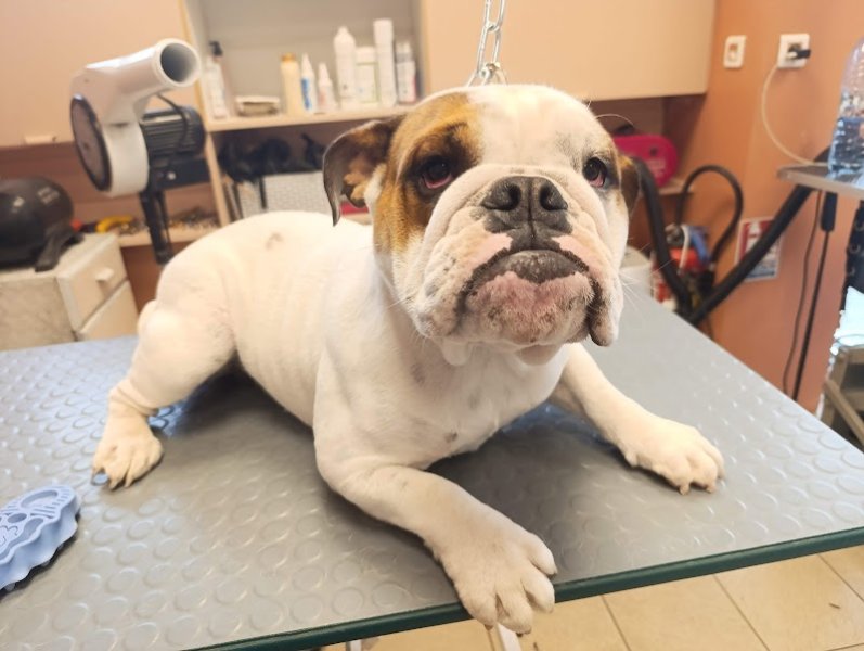 Laurie's Dog - photo 3