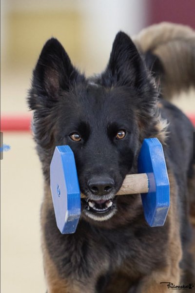 Centre Obéissance Progress - photo 1