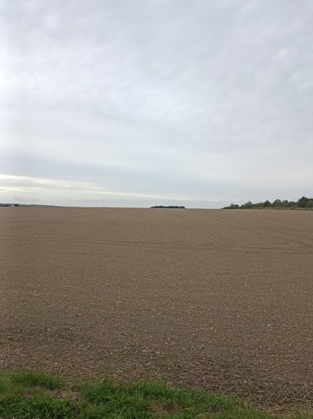 Champ pour les chiens - photo 1