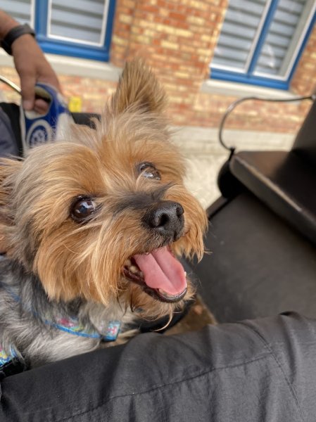 Fashion Dogs - photo 2