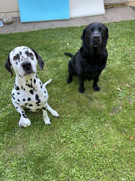 Fashion Dogs - photo 3