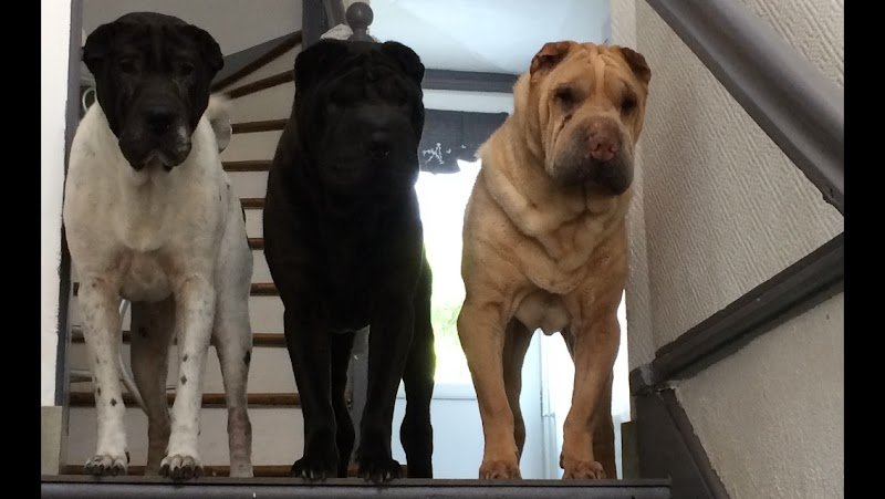 Passion chien Magali Fournier - Toilettage pour chien à votre domicile