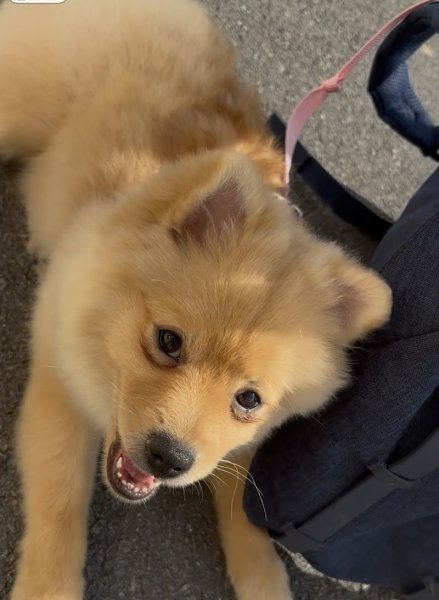 Dog Attitude - photo 2