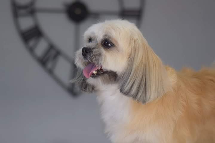 Dog Attitude - photo 3