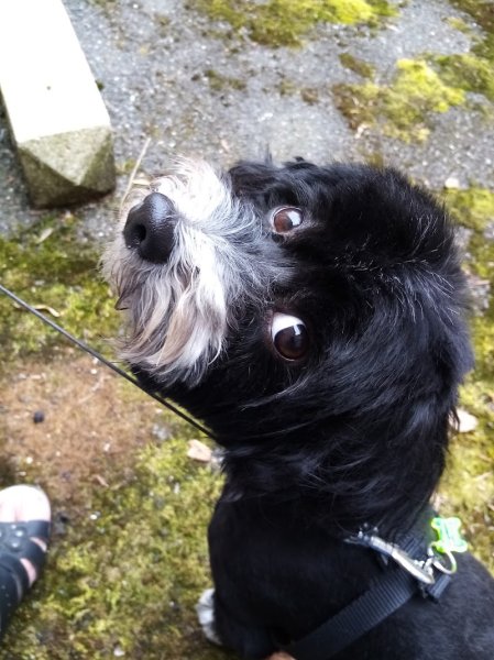 Naessens Nathalie lilidog - photo 2