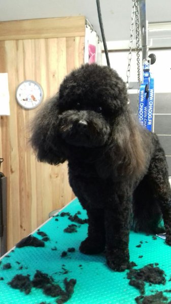 Naessens Nathalie lilidog - photo 3